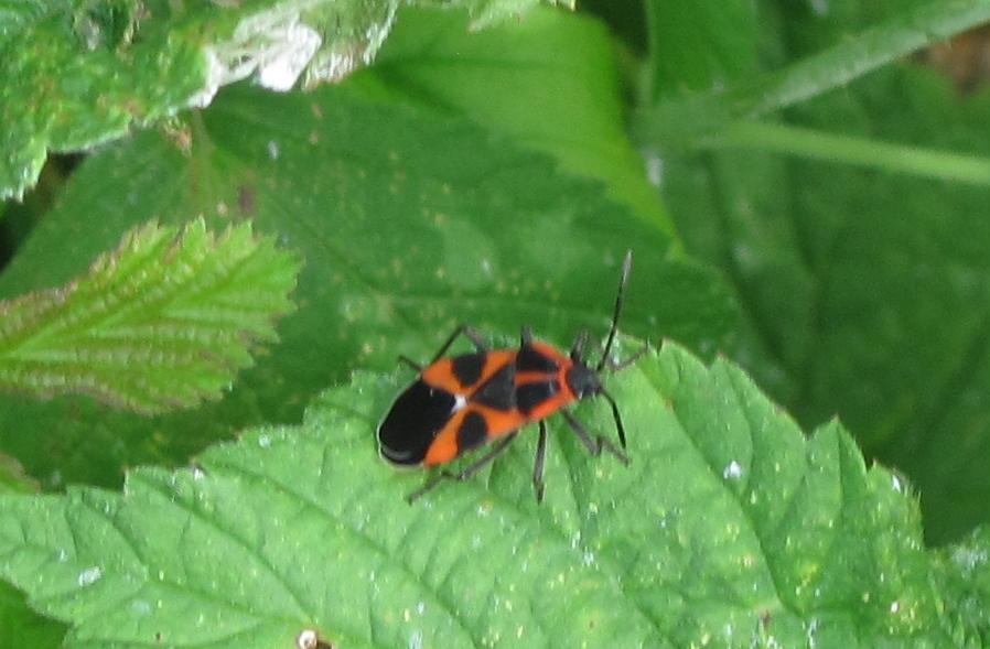 Nidiata di Tropidothorax leucopterus del Piemonte (BI)